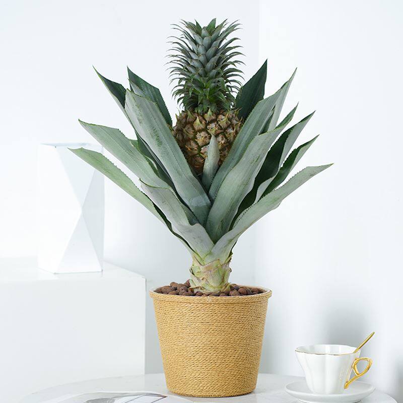 菠萝盆栽凤梨带果室内花表卉植物白神器送食礼趣味水果苗好养可用