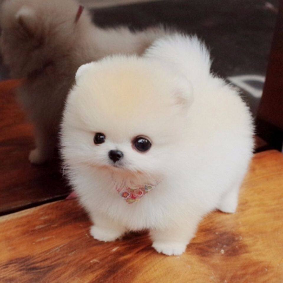 不用钱的小狗活体幼犬金毛犬拉布拉多泰迪博美马犬宠物小狗小白狗