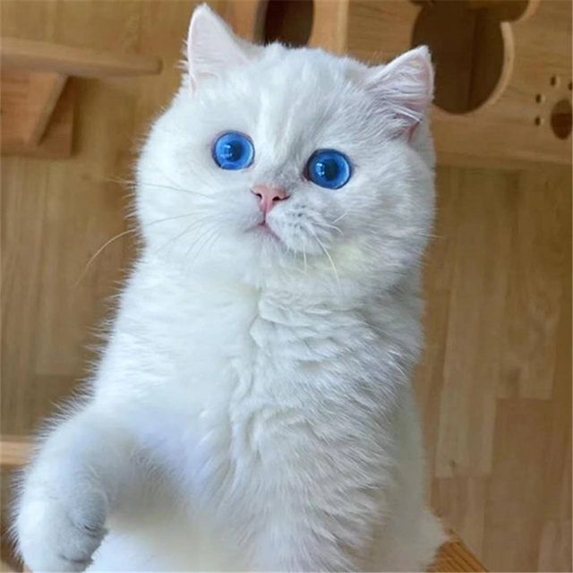 英短蓝眼银点乳白色幼猫家养白猫银渐层纯种英国短毛猫宠物猫活体