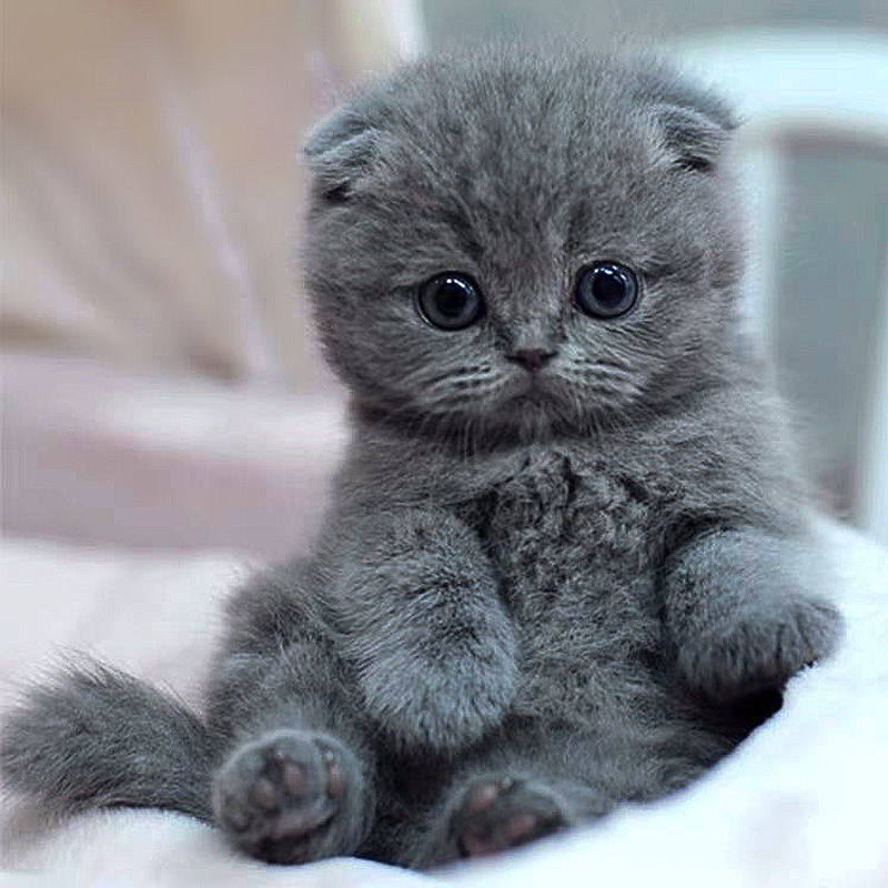 猫咪活体英短蓝猫蓝白猫咪活物金渐层猫蓝胖子幼崽小猫咪宠物猫咪
