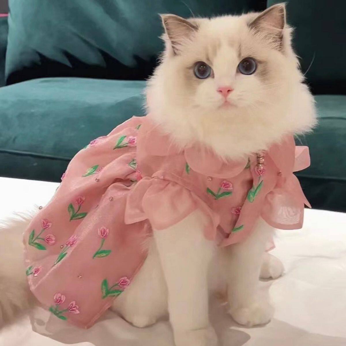 布偶猫幼猫蓝双海双重点色布偶猫英短蓝白蓝猫长毛仙女猫活体幼崽