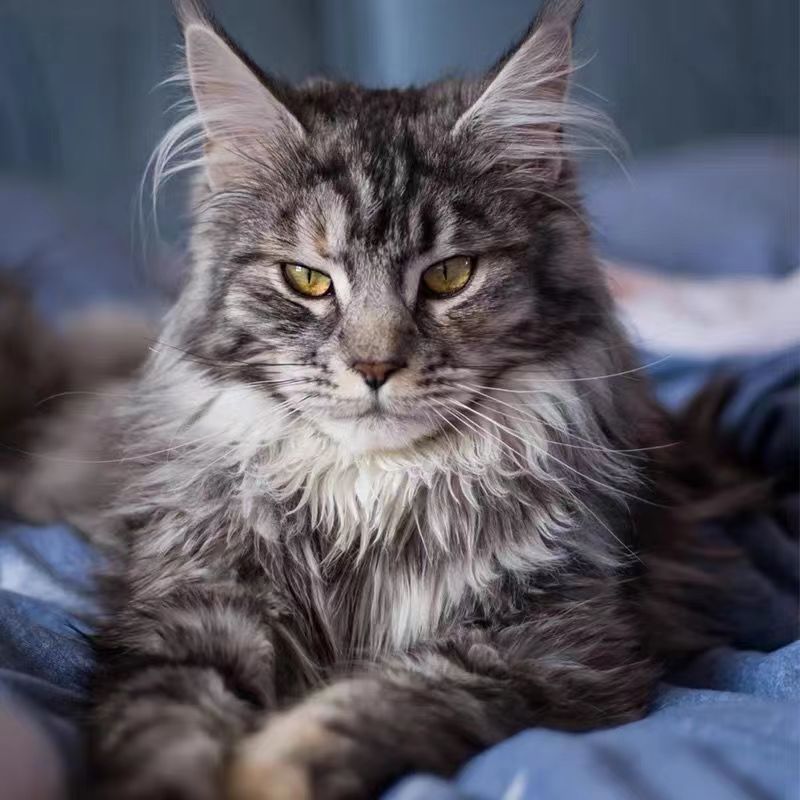 缅因猫活体幼猫巨型