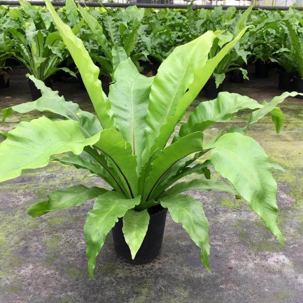 宽叶鸟巢蕨大盆栽植物室内卧室客厅绿植吸甲醛净化空气好养活包