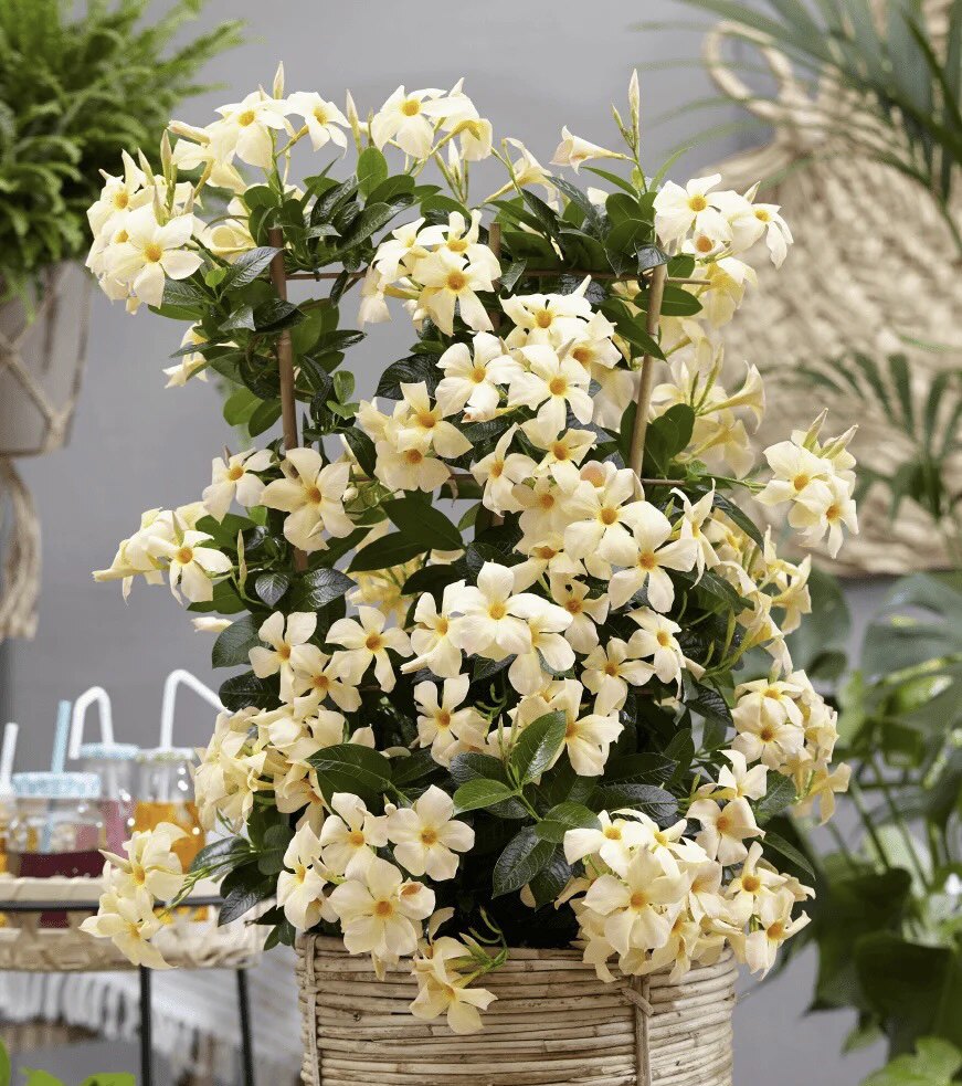 杏色双腺藤喜阴耐晒爬藤120盆栽多年生攀援植物耐热花期长飘香藤