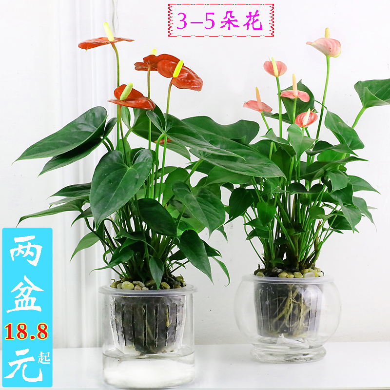 一帆风顺盆栽花卉植物室内红掌粉掌白掌四季水培观花绿植鸿运当头