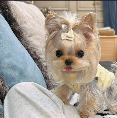 纯种约克夏幼犬奶油金约克夏马尔济斯犬幼犬茶杯犬活体狗狗宠物狗