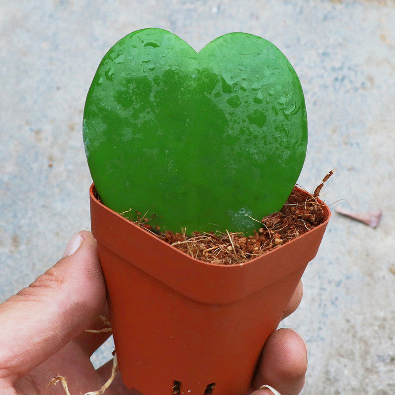 一片心桌面绿植小盆栽办公桌趣味多肉植物懒人四季迷你情人礼物