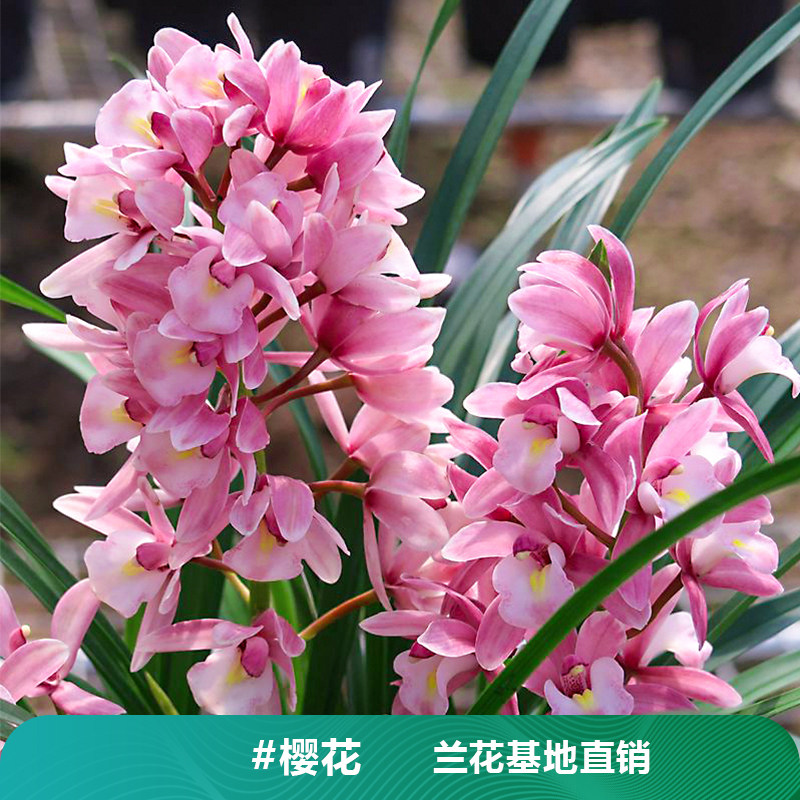 兰花基地直销 樱花 矮种浓香型大花蕙兰系列杂交兰室内好养盆栽