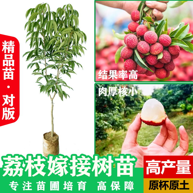 荔枝树苗冰荔A4无核荔枝嫁接桂味妃子笑带土庭院室内盆栽当年结果