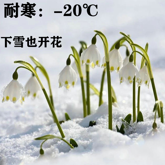 雪冻花草药图片