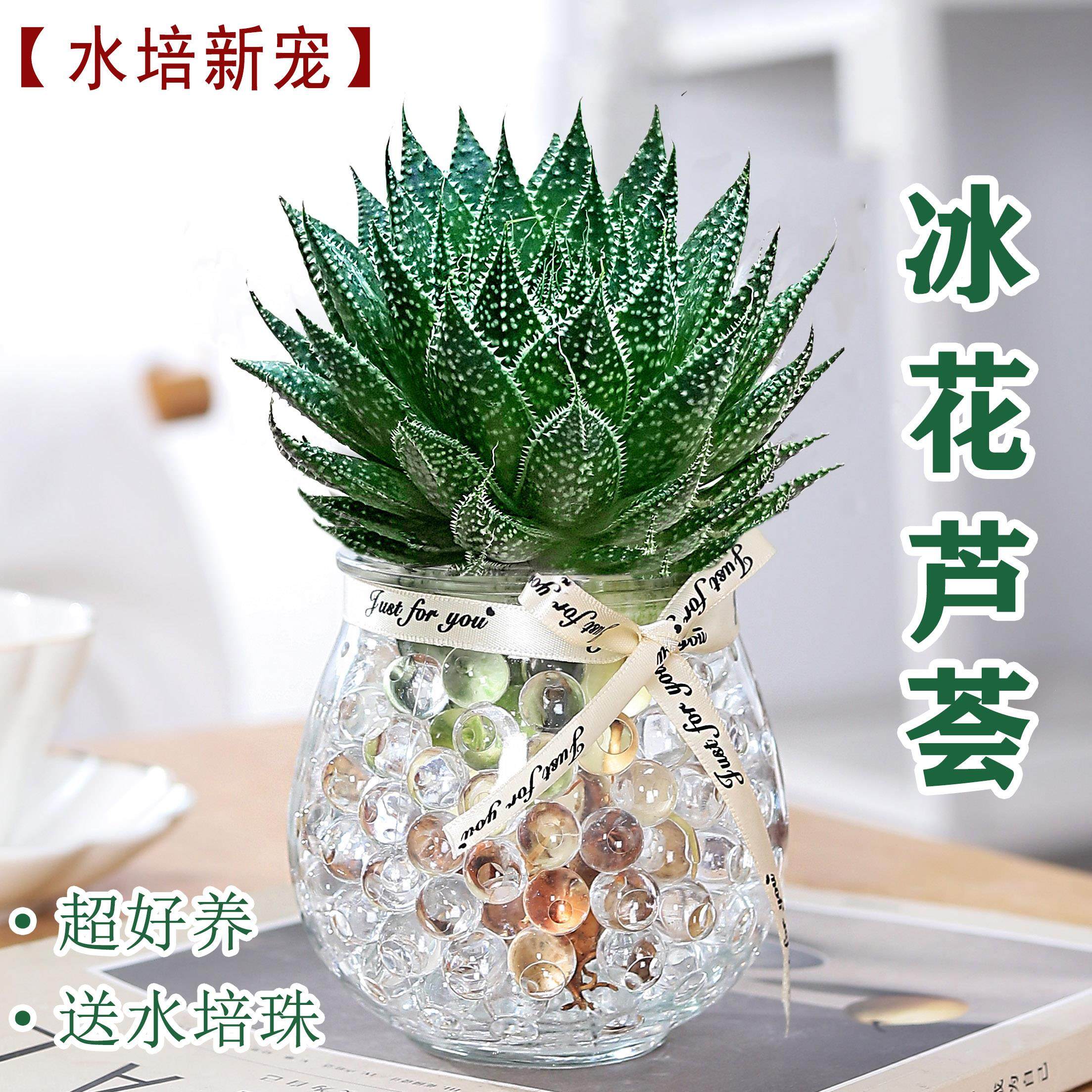 推荐冰花芦荟水培植物室内盆栽花卉绿植四季创意礼品