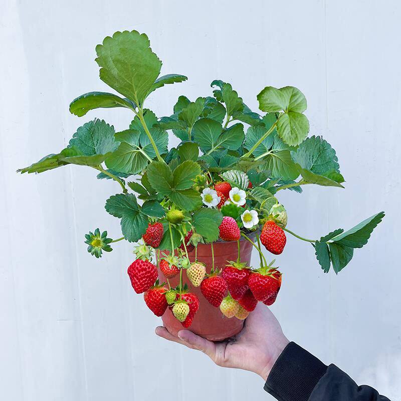 四季结果盆栽草莓苗