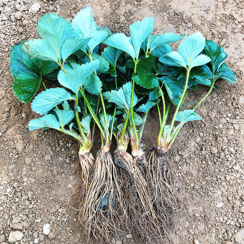 南方水果苗果树