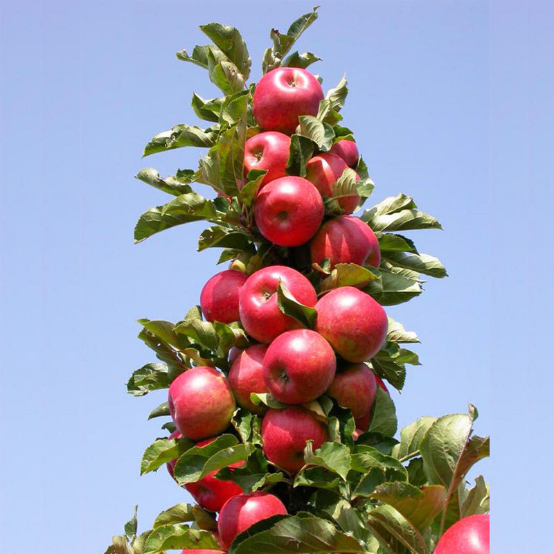 苹果树嫁接果苗种植柱状红富士树苗南方北方四季庭院特大地栽盆栽