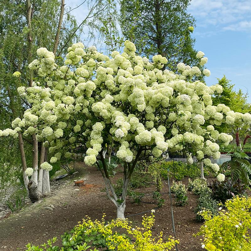 中华木绣球斗球花苗特大花白色庭院花园木本大型植物花卉耐寒热