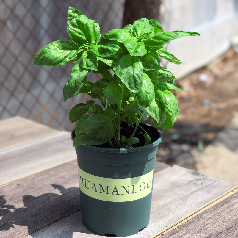 罗勒料理香草香甜盆栽好养九层可食用西餐植物塔绿植