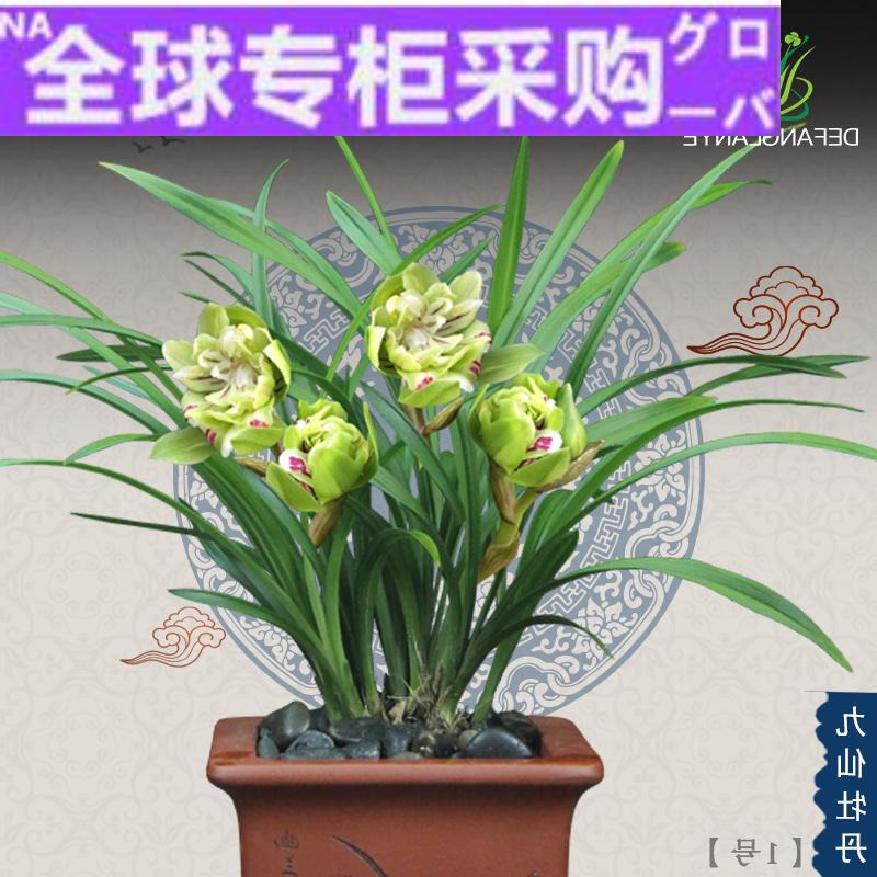 日本fh兰花苗春兰名品九仙浓香牡丹