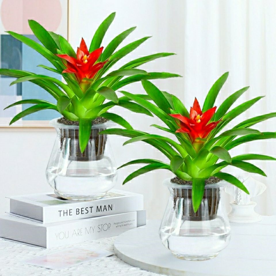 发财树盆栽客厅鸿运当头大额优惠券