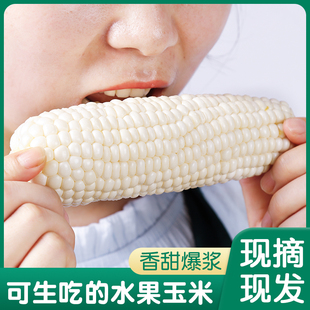 福建漳州爆浆水果牛奶甜玉米现摘开袋即食生吃玉米新鲜冰糖玉米棒