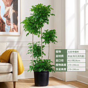 销I适合放客厅的绿植幸福树家里大盆栽植物禄植电视柜旁边落地厂