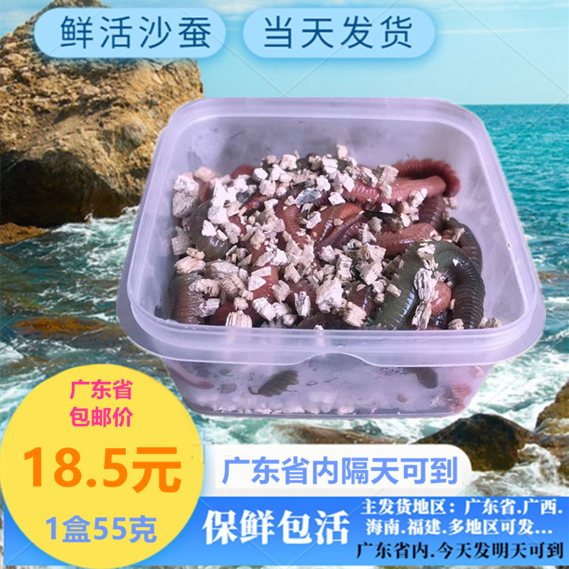 广东发货 海钓鱼饵料  钓鱼活虫腥味重海鱼通杀 鲜活野生青红沙蚕