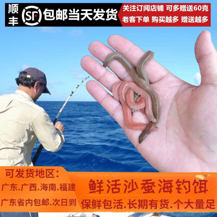钓鱼虫活沙蚕 海钓鱼诱饵 青红虫活饵 海蜈蚣广东包邮地区发空运
