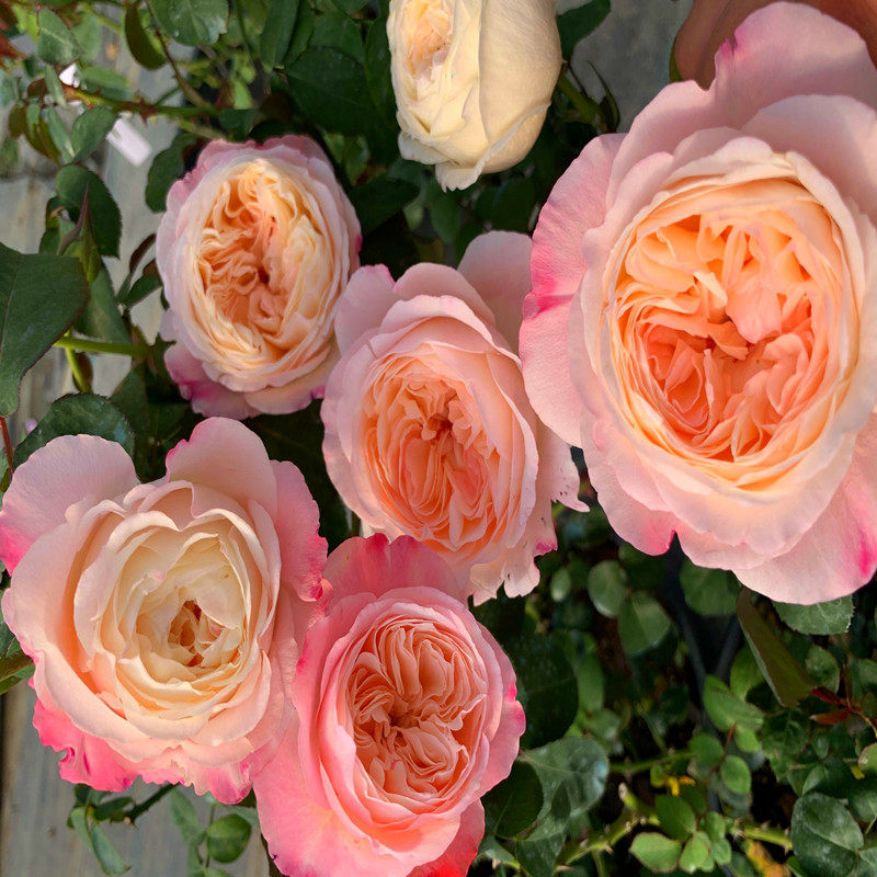 欧月灌木日本月季美空切花浓香型抗病性好四季勤开奶油月季花苗