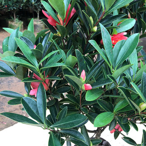 杜鹃红山茶花盆栽室外u庭院花园名贵开r花植物四季花卉盆