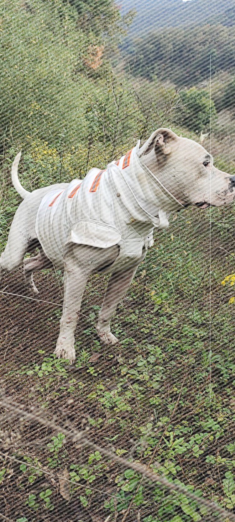 防刺背心土狗猎狗防护甲双层猎犬护甲防咬狗护甲咬伤狩猎马甲.