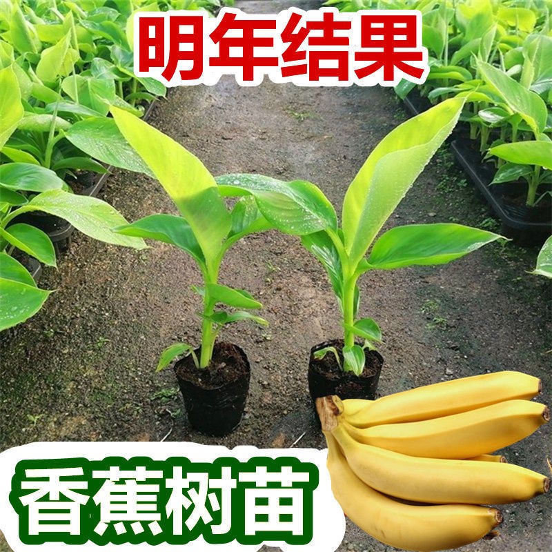 1棵200斤苹果蕉中蕉9号香蕉红色香蕉红香蕉粉蕉皇帝蕉