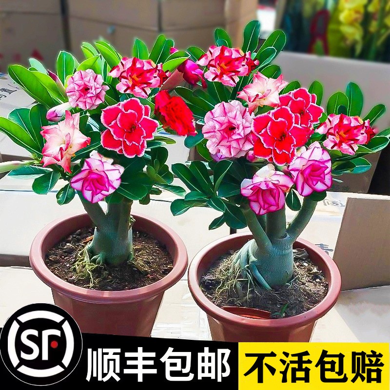 重瓣沙漠玫瑰花苗盆栽四季花卉绿植物