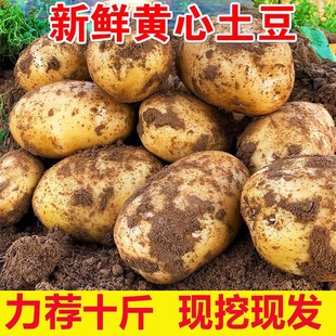 恩施小土豆富硒批发新鲜洋芋迷你黄心士豆湖北马铃薯蔬菜10斤包邮