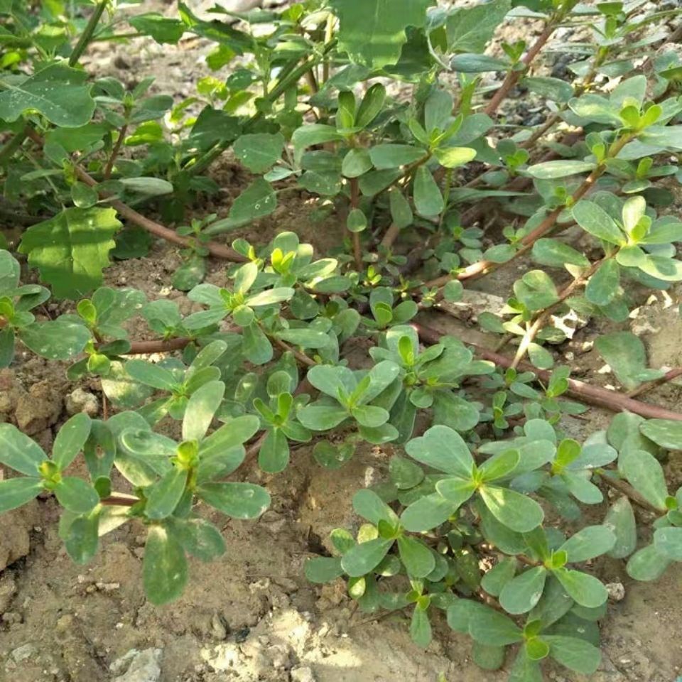 马蜂菜(马蜂菜什么季节有)