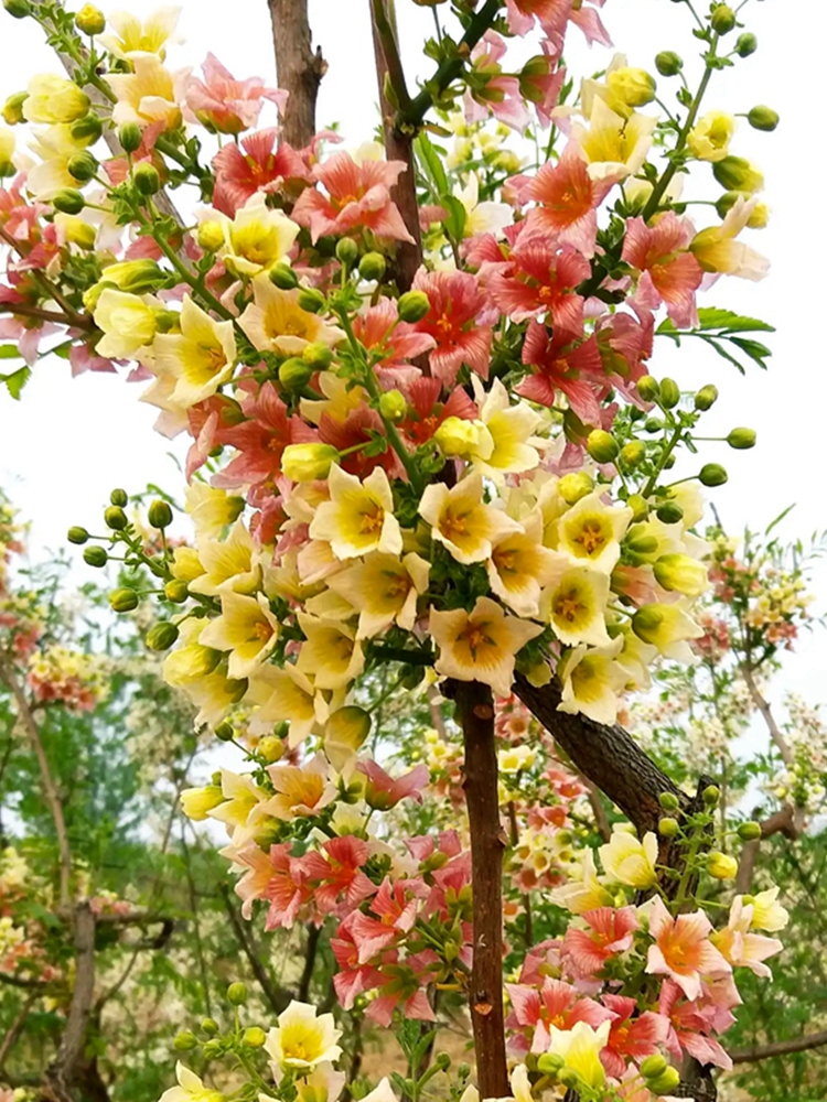 文冠花树苗浓香型花卉四季开花耐寒庭院地栽风景树状元果阳台盆栽