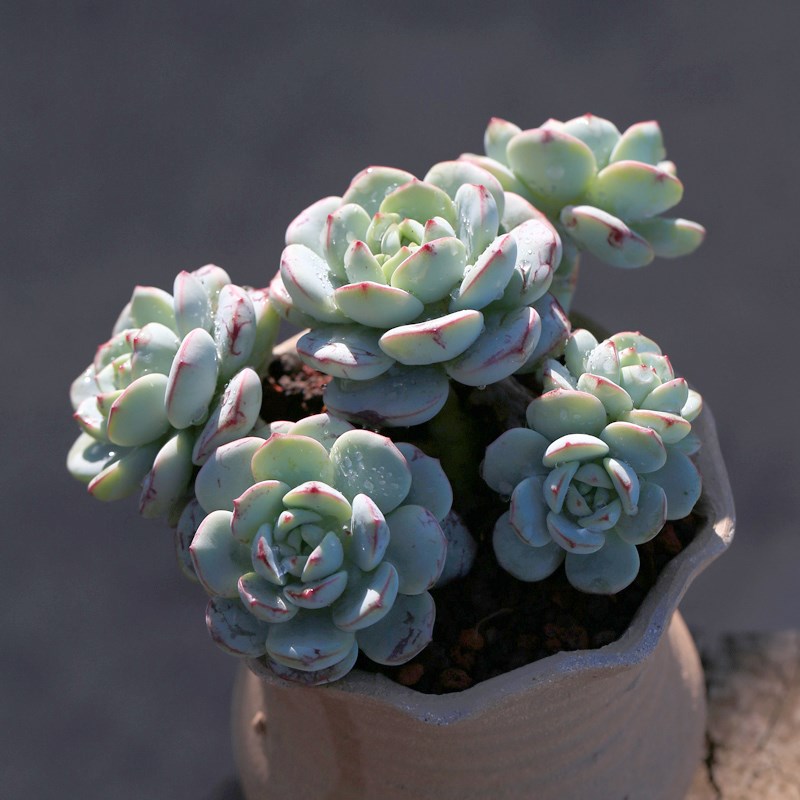 多肉植物香草大株长腿老桩稀有品种肉肉绿植盆栽花卉室内外花包活