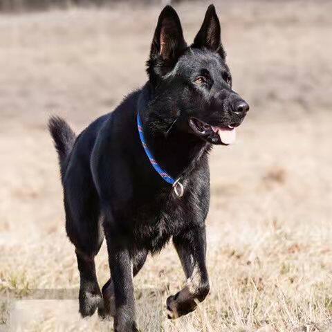 东德牧羊犬幼犬活体纯种德牧犬看家护院警犬大型黑色爱心领养混血