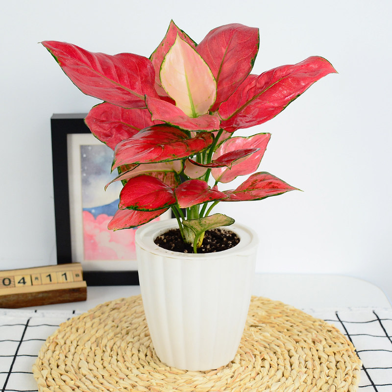 如意皇后盆栽植物室内四季好养水培吸甲醛彩叶小绿植花卉吉利红