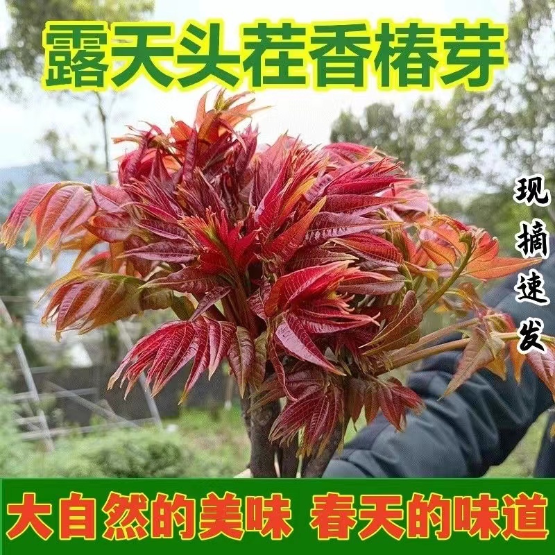 顺丰冷链包邮头茬香椿芽露天头茬新鲜