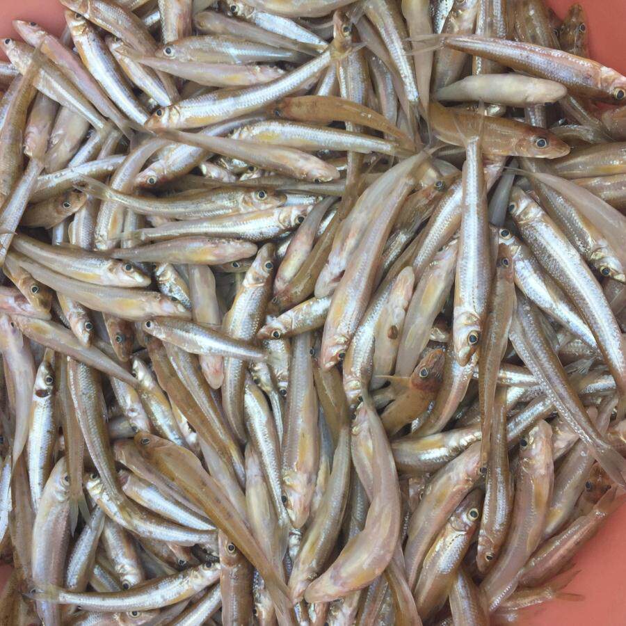 江西新鲜水产冰鲜小河鱼淡水溪水鱼棍子鱼沙沟鱼溪哥去肚冷冻顺丰