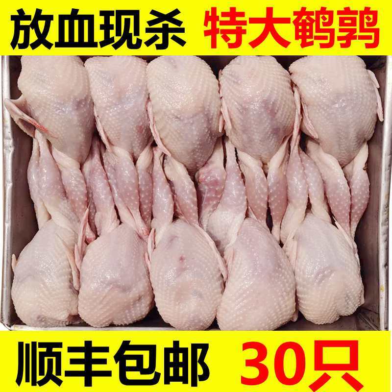 新鲜鹌鹑肉母鹌鹑冷冻白条烧烤油炸生骨肉现杀速冻10只20只大鹌鹑