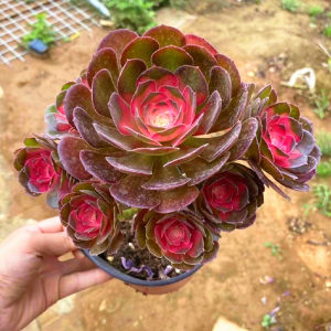 老桩手捧花绿羊绒一物一拍香腹法师绿玫瑰圆叶法师多肉植物稀有品种