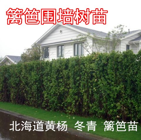 黄杨苗围墙篱笆常绿植物北海道法国冬青树苗四季常青耐寒庭院绿篱