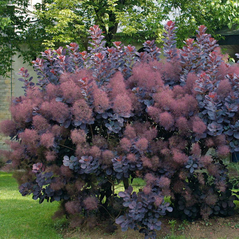 高档种花王大爷烟树皇家紫盆栽网院新奇植物室观室外庭w红绿植ins