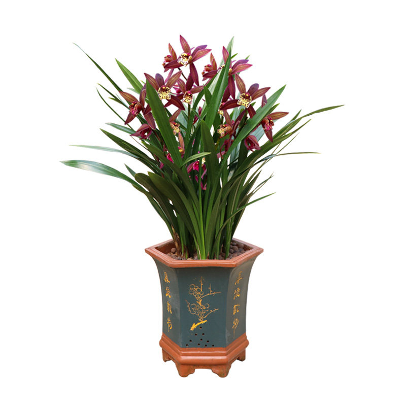 高档四季兰花盆栽 红将军花卉x绿植室内花盆栽 好名植物养花兰ins