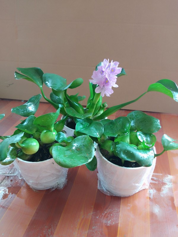 植物凤眼布袋莲水浮莲水生养殖净化水质绿植绿植