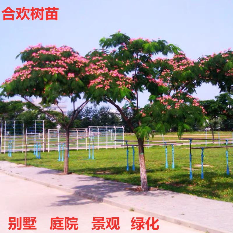 合欢树苗合欢苗绒花树苗芙蓉花树苗庭院盆栽合欢花苗绿化工程树苗