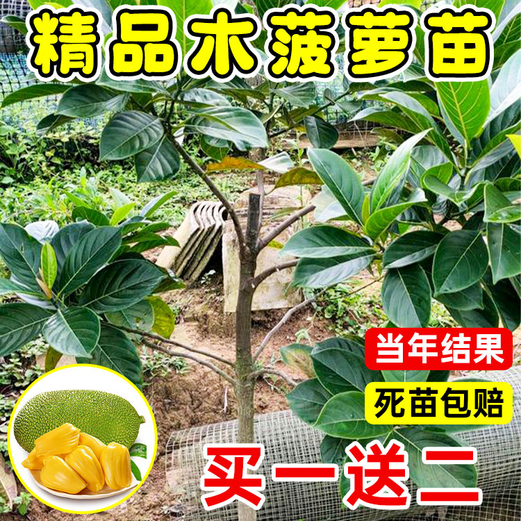 木菠萝苗泰国8号菠萝蜜树苗12号红