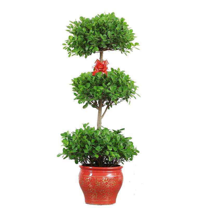 绿植租赁_dvx摇钱树 多头榕树超植物室内e盆景租赁大型盆栽绿植 宁波