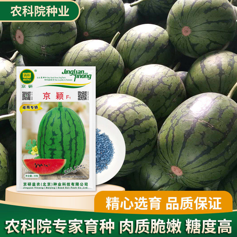 京研京颖小西瓜种子皮薄高糖度红瓤少籽优质早熟高产耐裂耐贮运