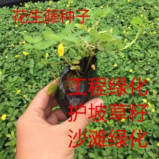 巴西花生藤种子工程绿化护坡草花草落地花生蔓花生草坪遍地黄金籽